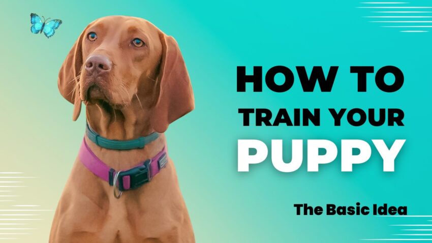 How to Train Your Puppy to Sit